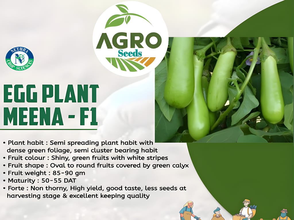 Agro Seeds BRINJAL GREEN LONG Seeds Kitchen Garden Vegetable seeds (Hybrid)- 50 seeds