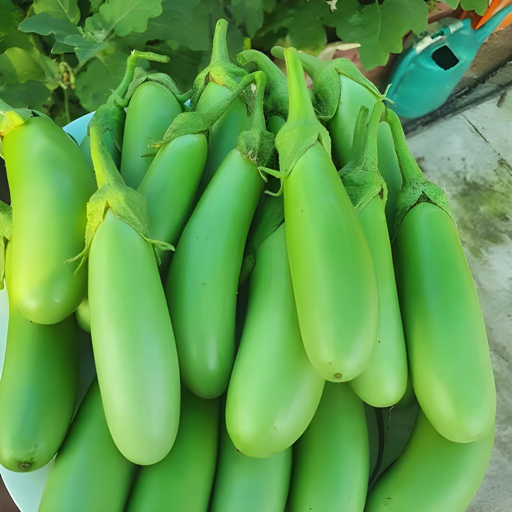 Agro Seeds BRINJAL GREEN LONG Seeds Kitchen Garden Vegetable seeds (Hybrid)- 50 seeds view 2