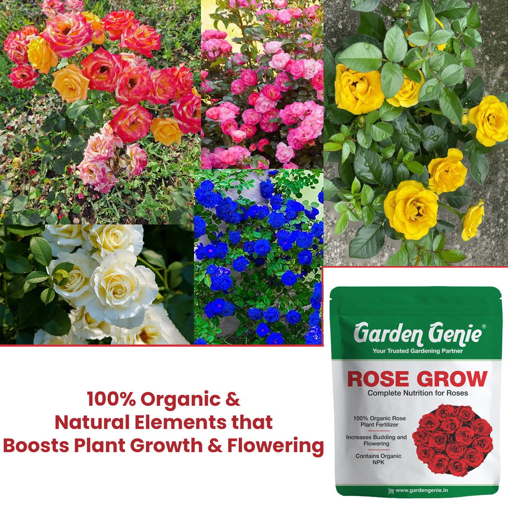 Garden Genie Rose Grow 800 Gm | Organic Plant Food Fertilizer Powder For Rose Plants | Promotes Growth, Flowering, Vibrant Blooms | Rich In Essential Nutrients view 2