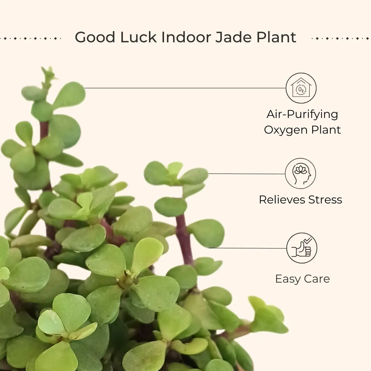 Jade Plant (Small) in Golden Metal Pot view 2