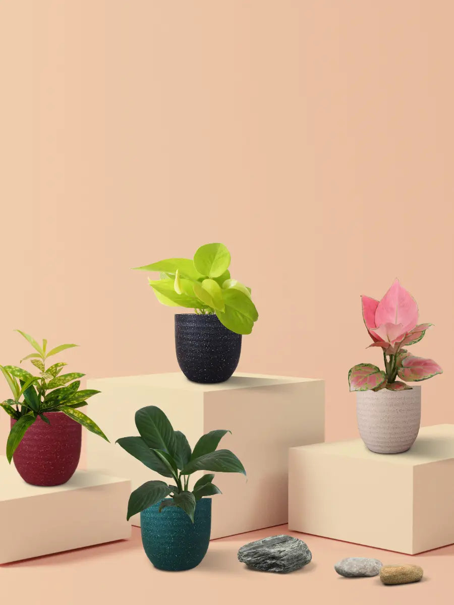 Easy Care Air Purifying Indoor Plants Combo (Small)