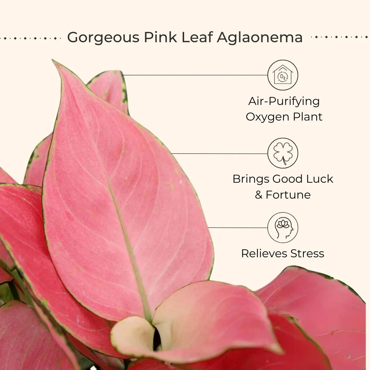 Easy Care Air Purifying Indoor Plants Combo (Small) view 2