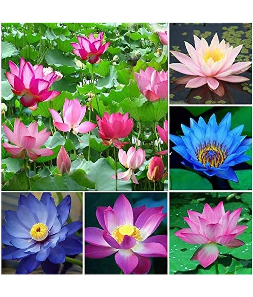 Gardens Bonsai mix color Lotus Flower 20 Seeds Pack + Instruction Manual view 2