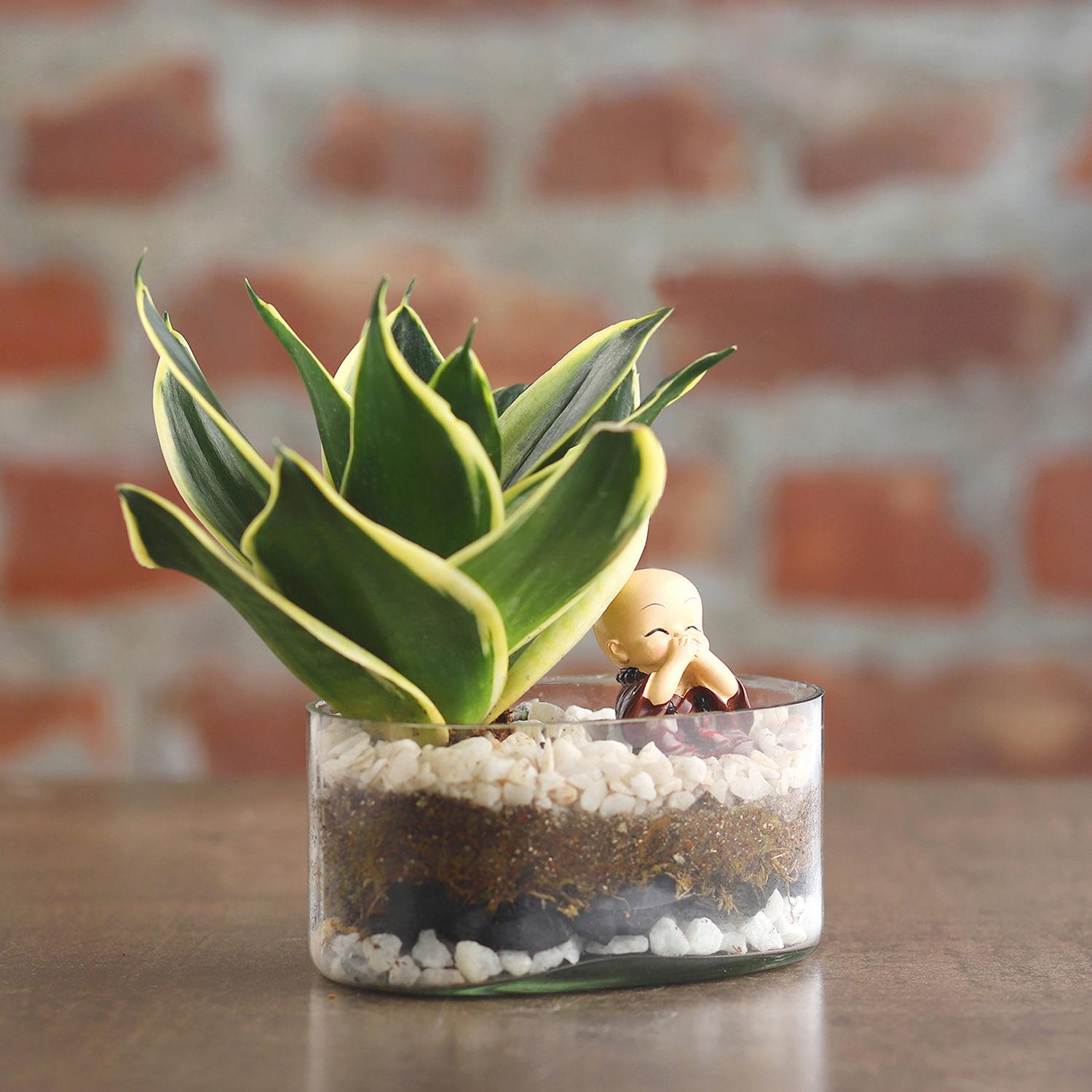 Milt Sansevieria Plant Oval Jar Terrarium view 2