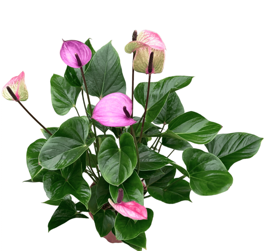 NSC ANTHURIUM PURPLE PLANT view 2