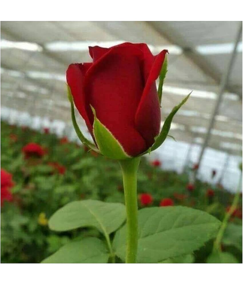 Azalea Gardens Rose Flower Seeds "Red Rose" 20 Seeds Pack view 2