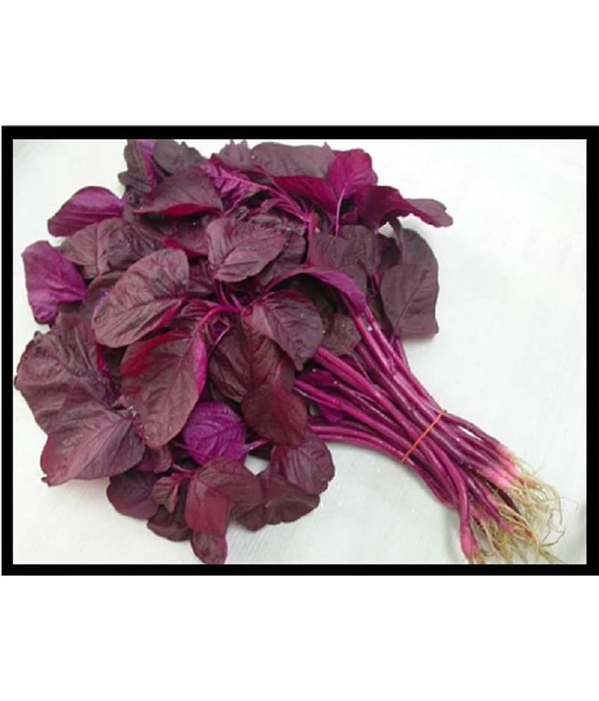High Yield Red Amaranthus Laal Bhaji Seeds 200 seeds view 2