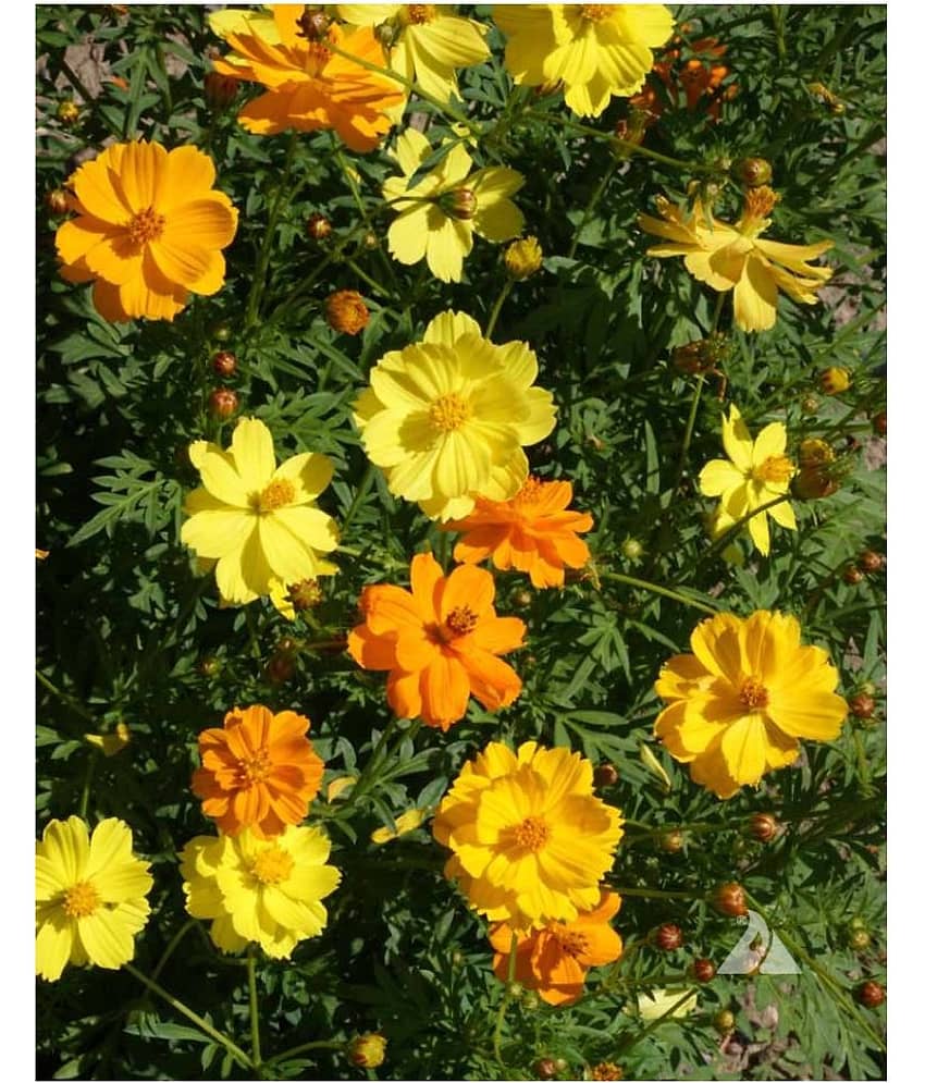 Cosmos mixed Colors Flower Garden Flower Seeds | Pack of 20 Seeds view 2