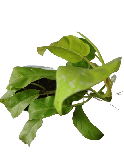 Philodendron Erubescens Gold Natural Live Plant in Pot view 2