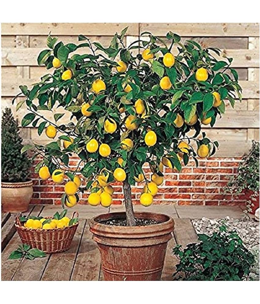 lemon Seeds For Home & Terrace Garden - 20 view 2