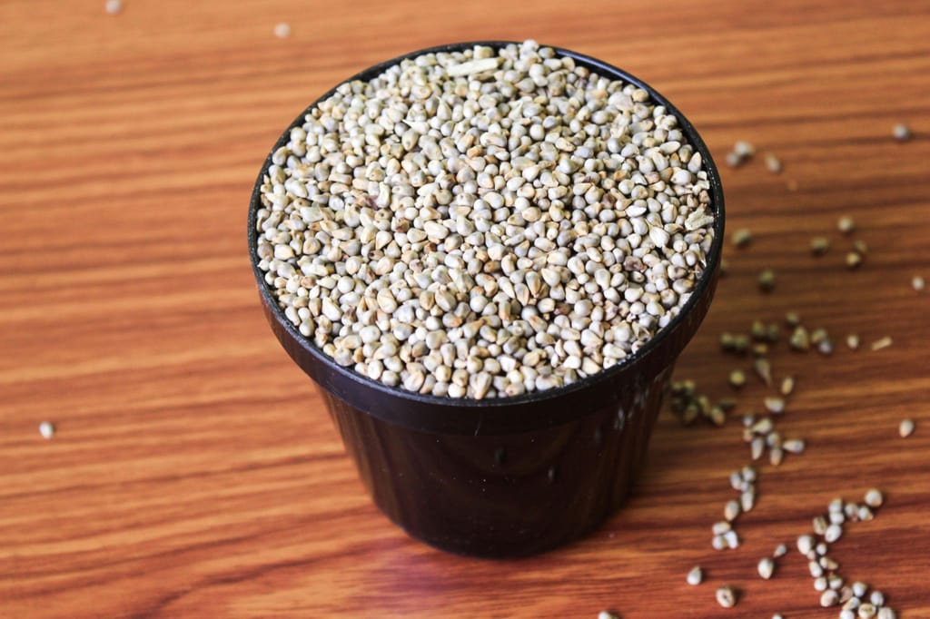 Pearl Millet view 2