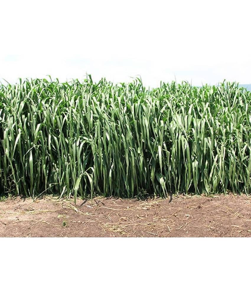 SUPER NAPIER GRASS ( PACK OF 500 SEEDS) WITH MANUAL view 2