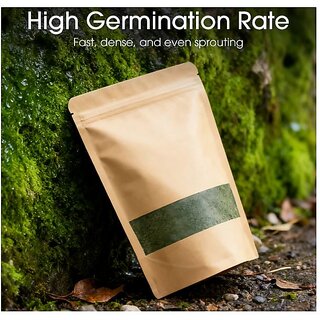 Premium-Grade Moss Spore Powder 100G view 2
