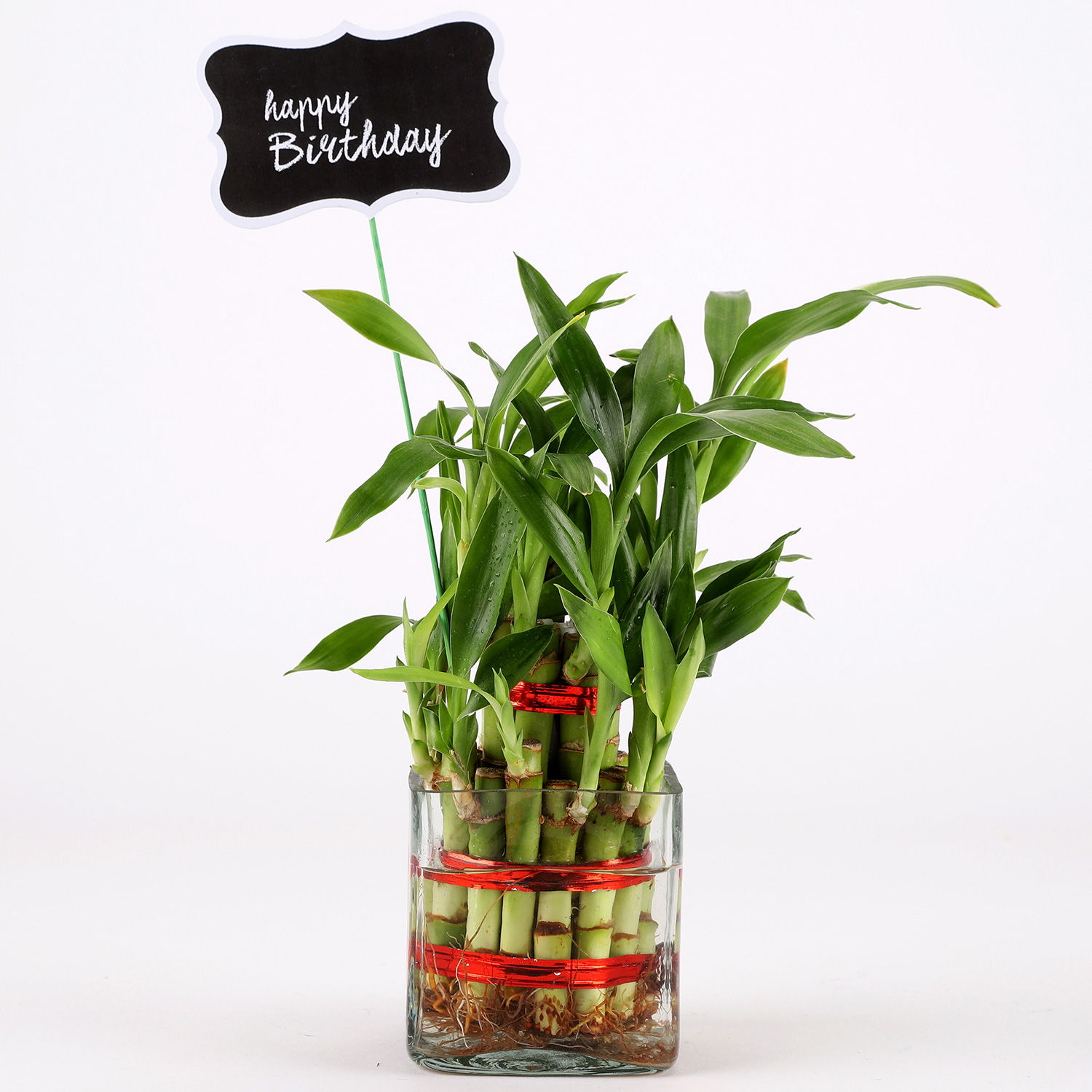 2 Layer Bamboo Plant For Happy Birthday view 2