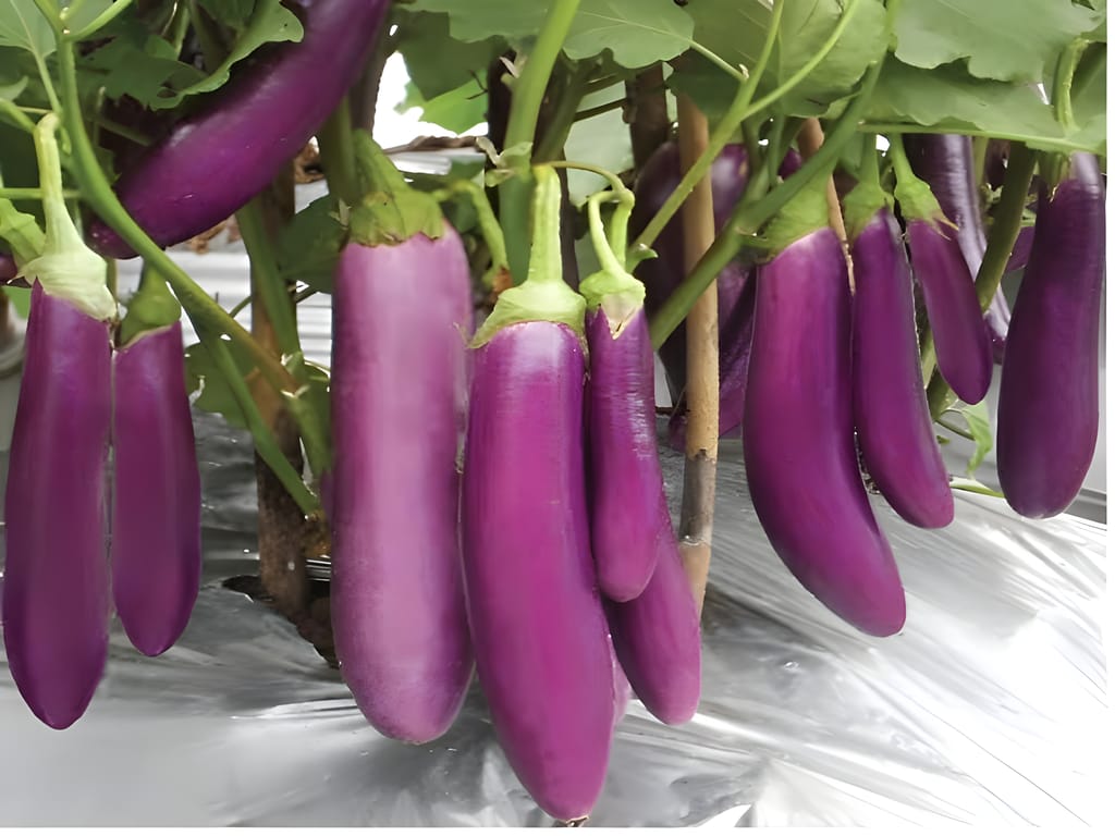 Agro Seeds Hybrid Brinjal Manisha Giant Vegetable Seeds (Pack of 50Seeds), Improve Purple Long Red Brinjal Seeds, Begun view 2