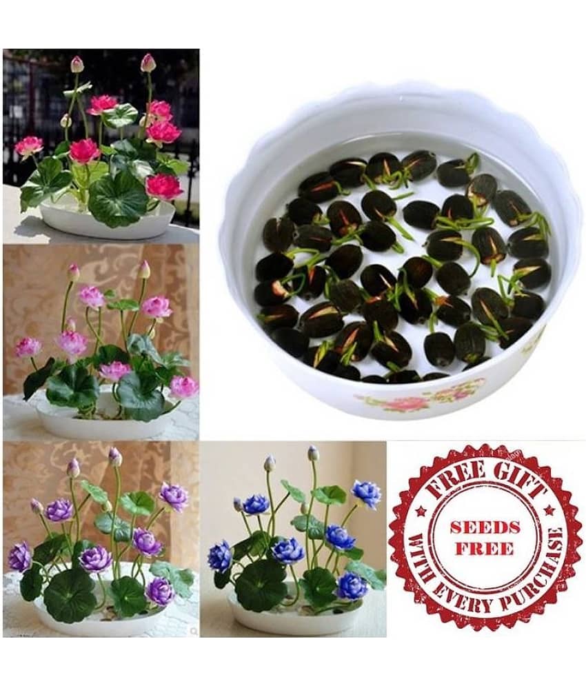 homeagro Lotus Flower Seeds - 10 SEED - Pink & White Colors Seeds For Home Garden - 10 - Seeds + Instruction Manual view 2