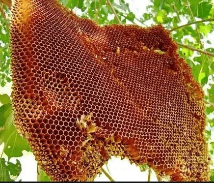 Wild Honey 250ml view 2