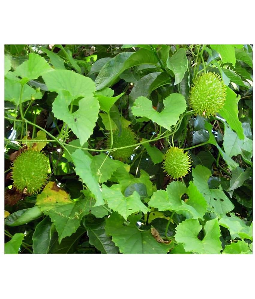 KANTOLA SEEDS | Pack of 20 view 2