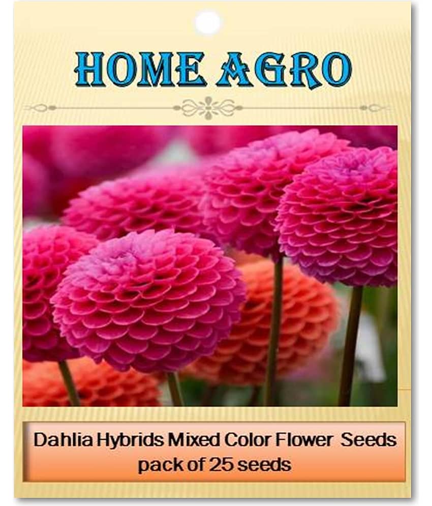 homeagro - Dahlia Mixed Flower ( 25 Seeds ) view 2