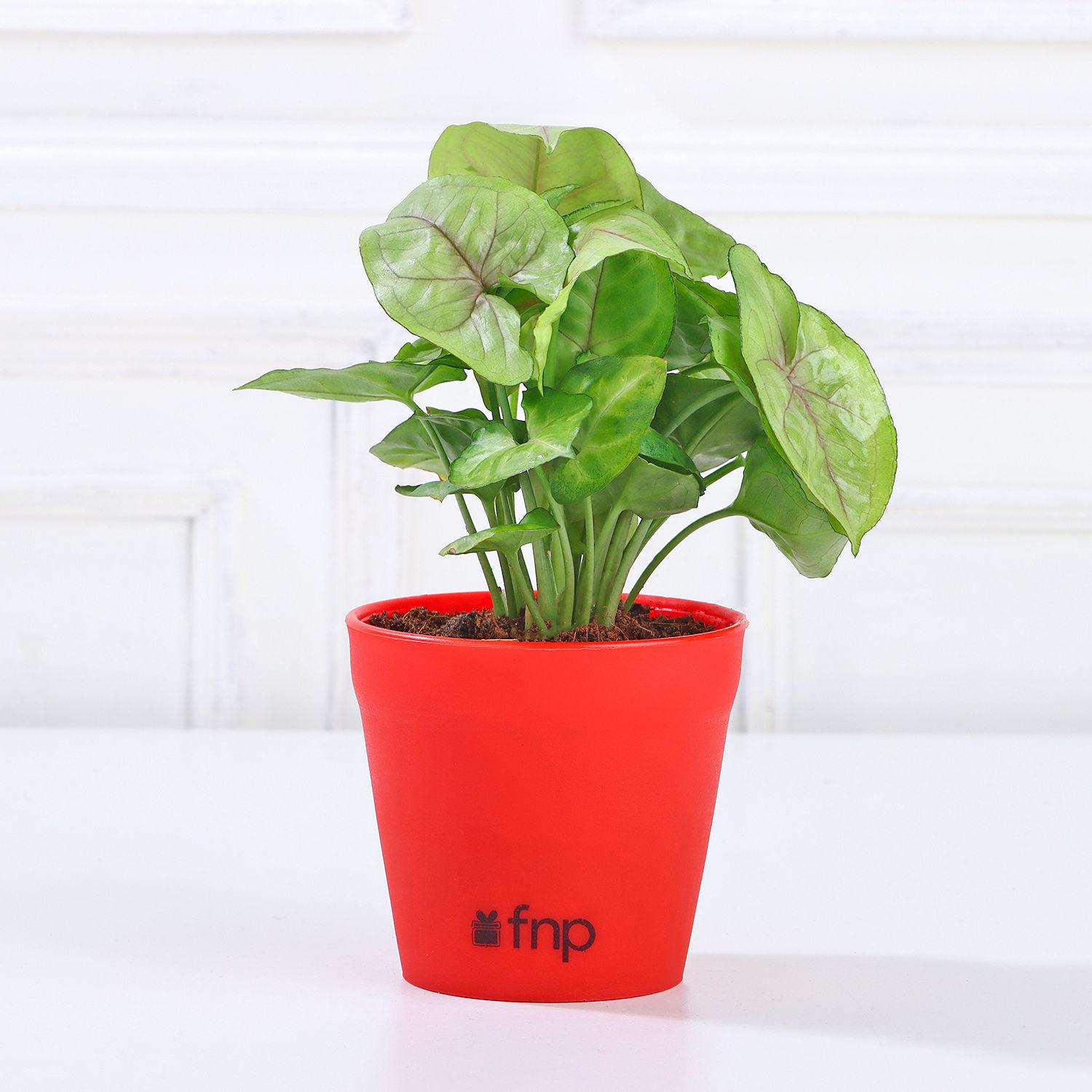 Syngonium Plant In Red Pot view 2