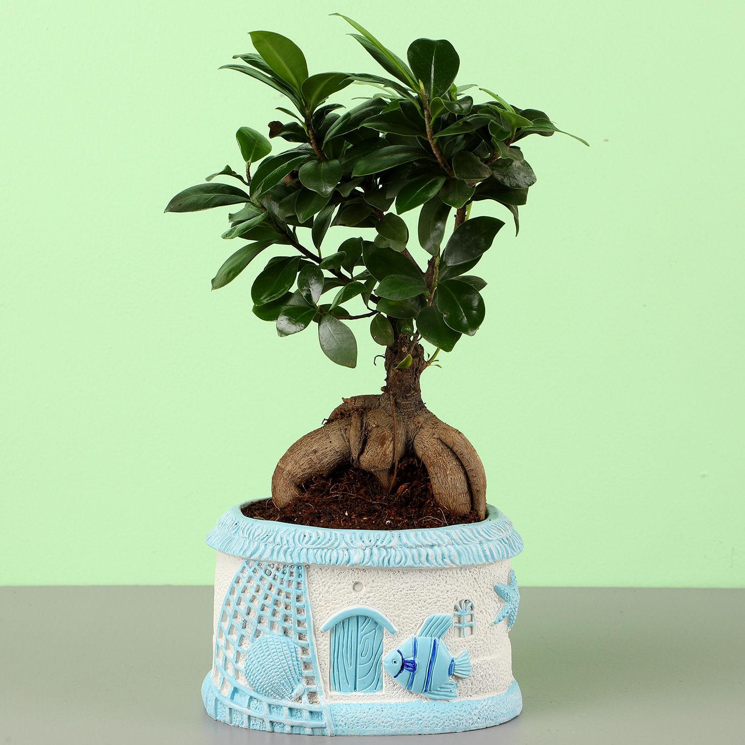 Ficus Ginseng Bonsai In Sea House Planter (Hand Delivery) view 2