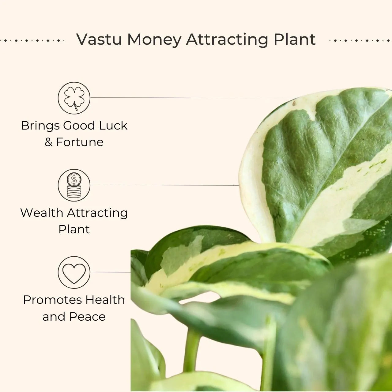 Money Plant NJoy (Small) in Eco Pot view 2