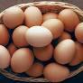egg