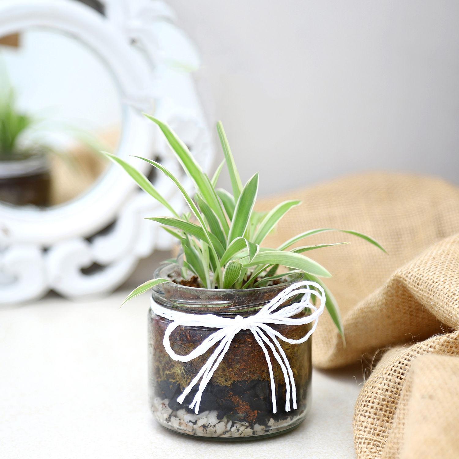 Potted Ficus Bonsai Plant view 2