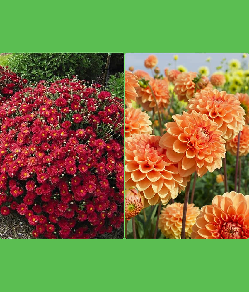 Homeagro Seeds Combo - Chrysanthemum Flower ( 50 seed ) and petunia Hybrid flower mix ( 50 seed)