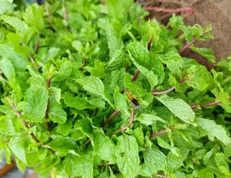 Mentha Raw (500 gm) view 2