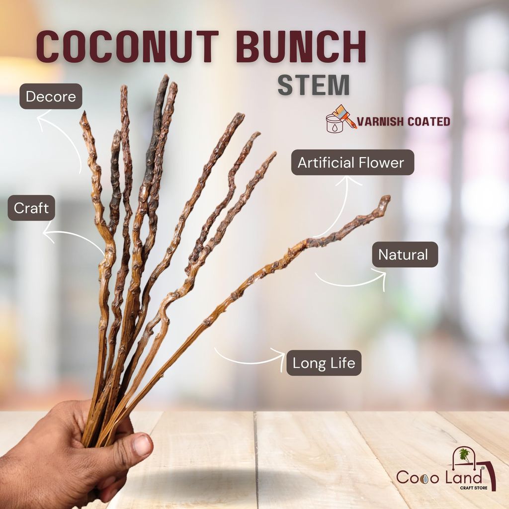 Coco land Coconut Bunch Stem Pack of 12 Varnished / Dry Flower Stem /Natural Flower Stem /Raw Craft view 2