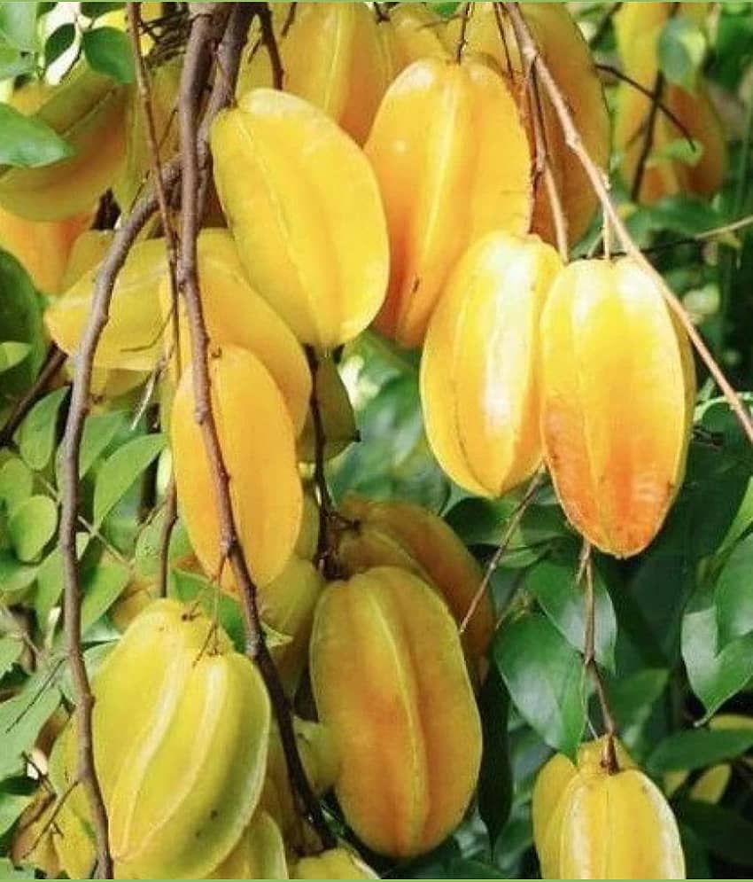 Cloud Farm Outdoor Fruit Plant ( Pack of 2 ) view 2