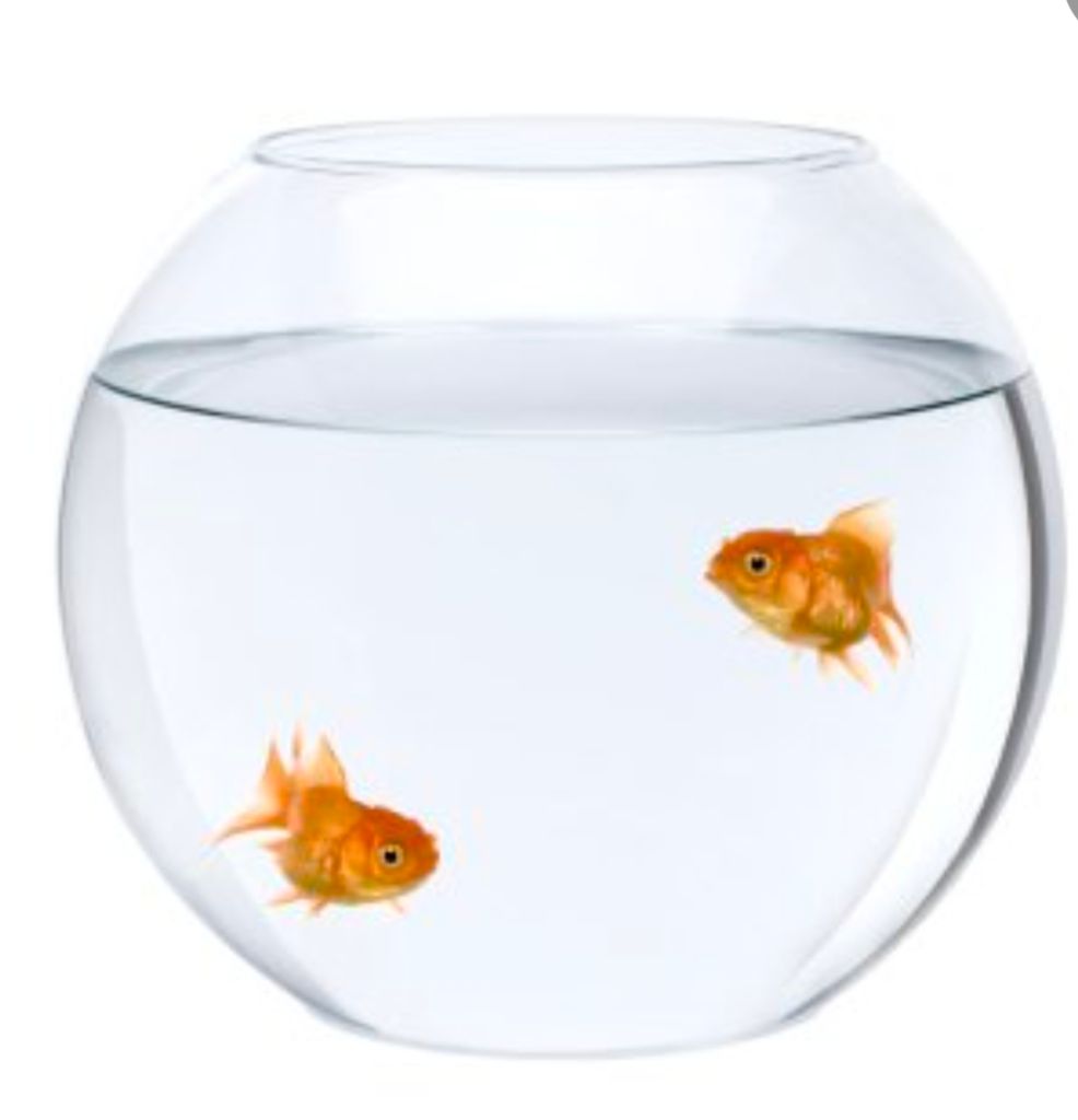 Goldfish (Coloured Aquarium Freshwater Fish) view 2