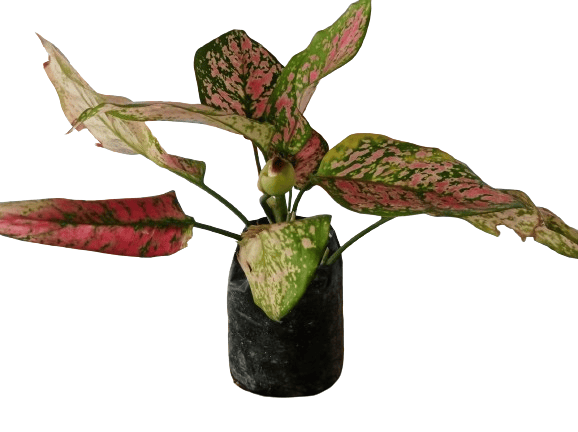 Aglaonema Lady Valentine view 2
