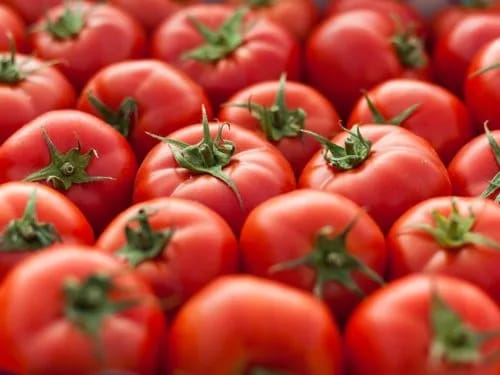 TOMATO view 2