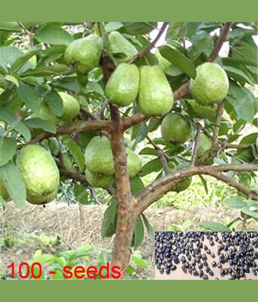 homeagro - Guava Fruit ( 100 Seeds ) view 2