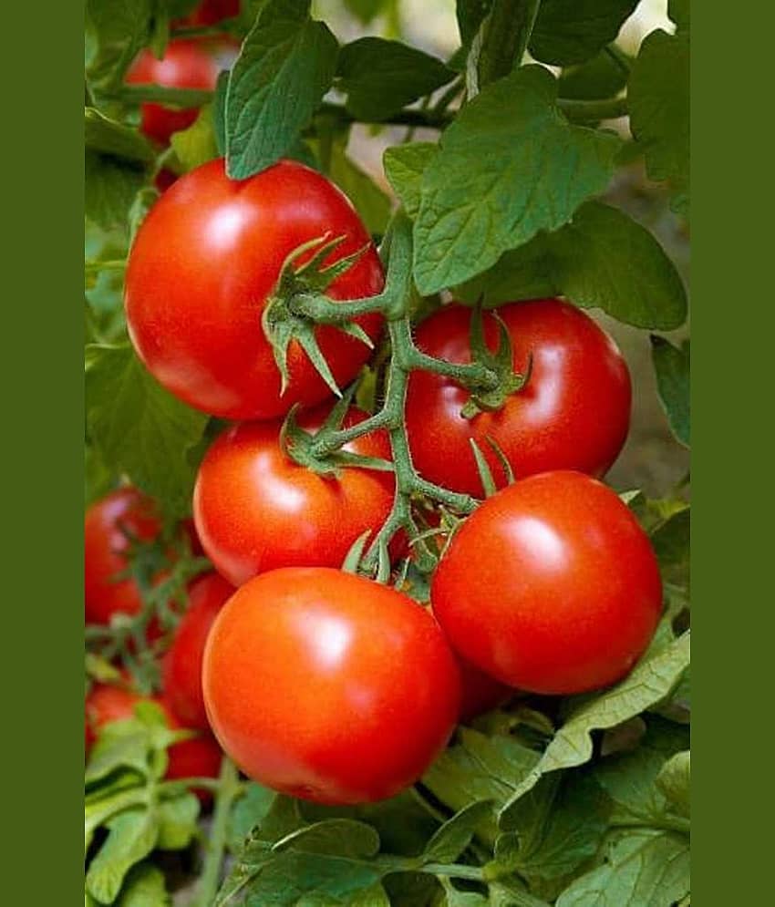 ARKA RAKSHAK F1 HYBRID TOMATO 50 SEEDS view 2