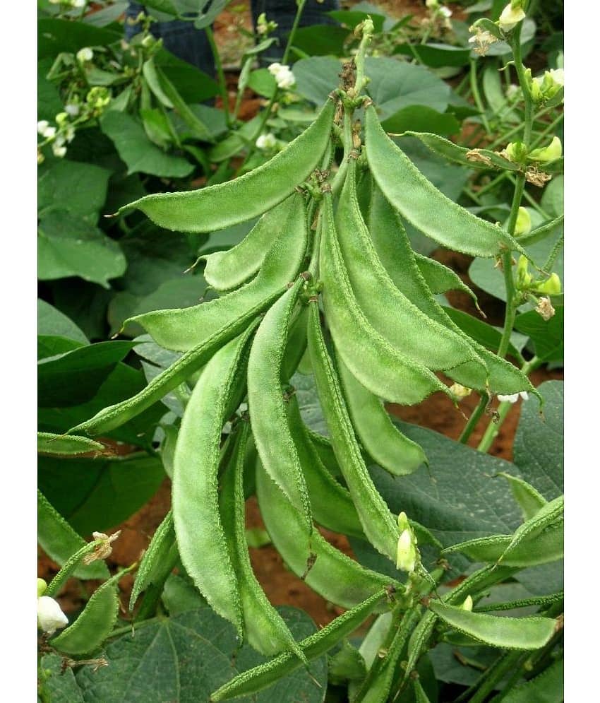 Flat grean beans pack of 30 seeds view 2