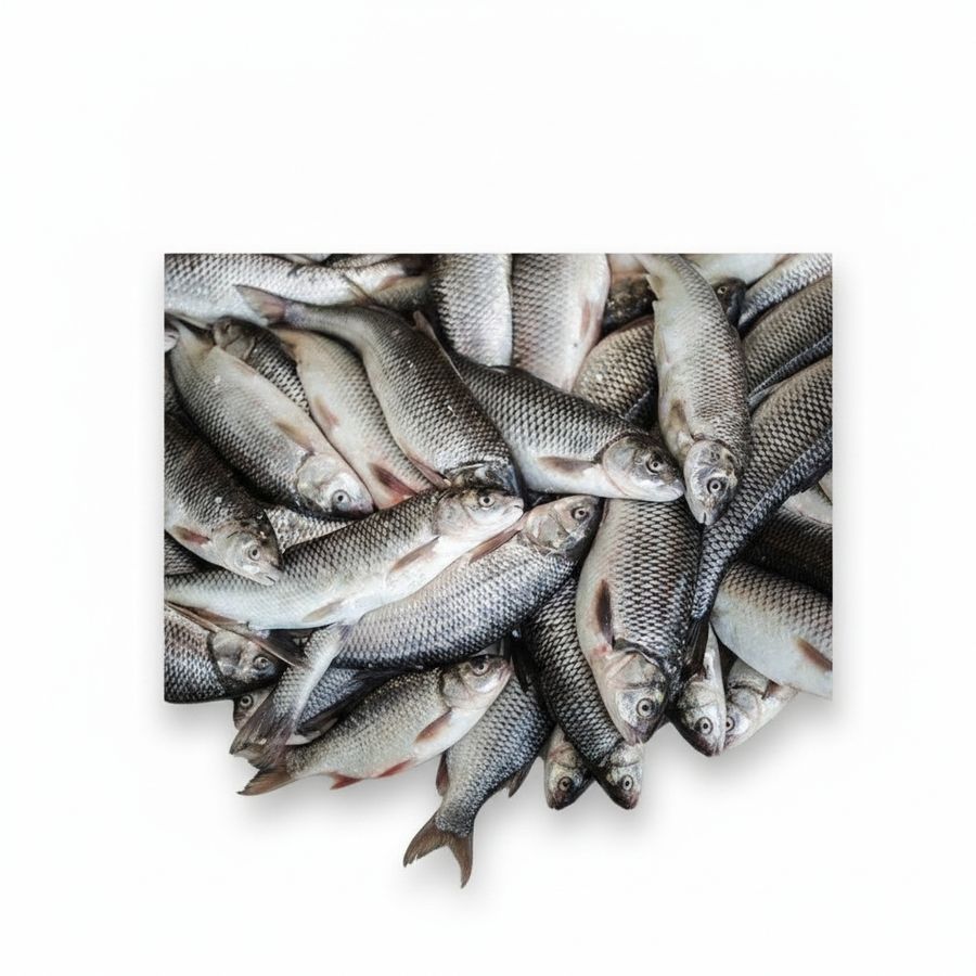 Fresh Raw Fish - 50 kg - One bulk pack view 2