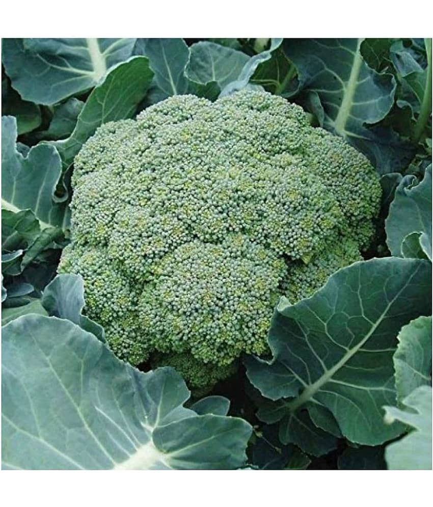 Broccoli F1 Hybrid Vegetable Seeds - 50 seeds view 2