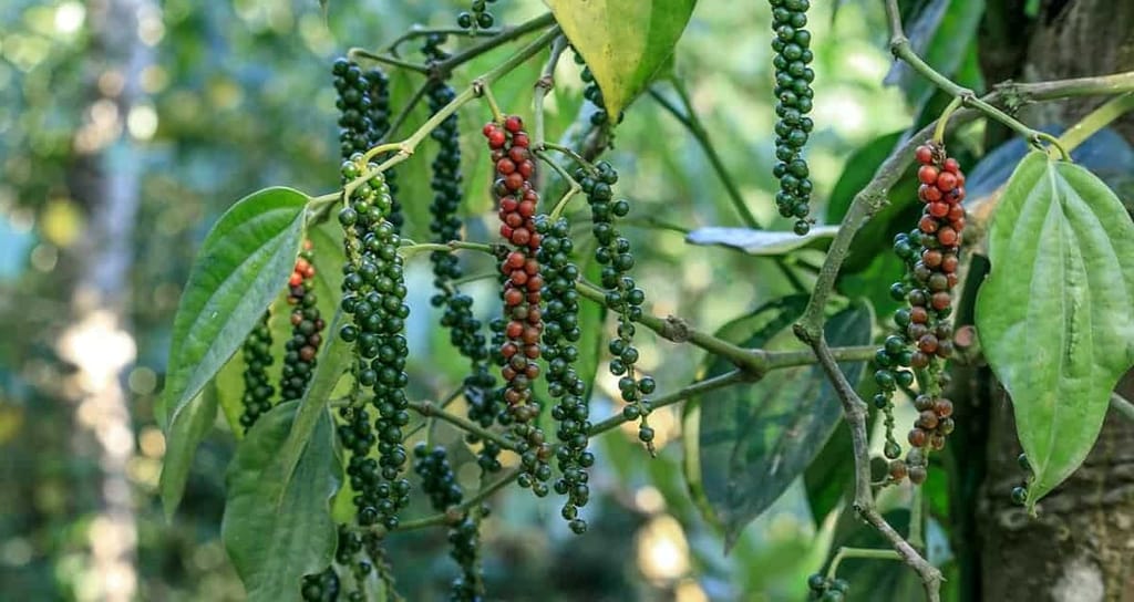 Peppersmith Black Pepper | 100% Natural Preservative Free view 2