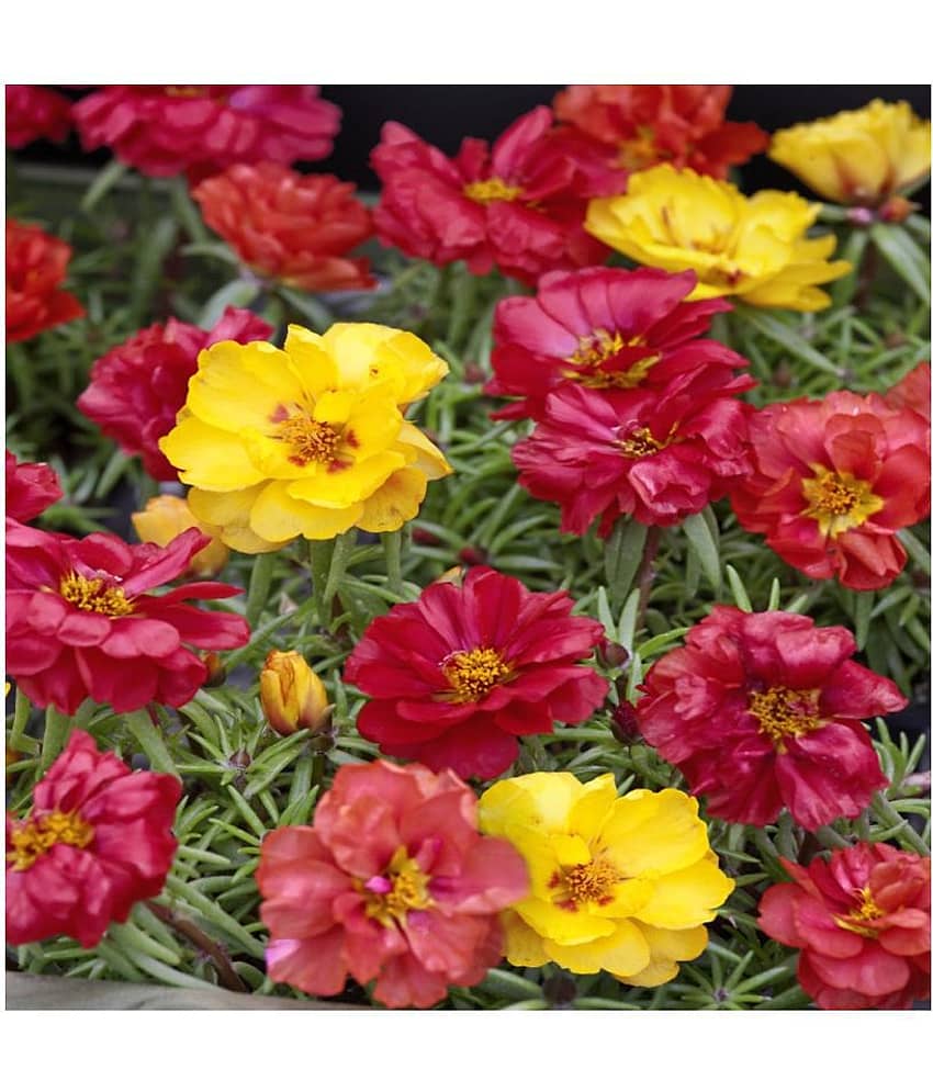 Portulaca mixed flower seeds( 50 seeds) view 2