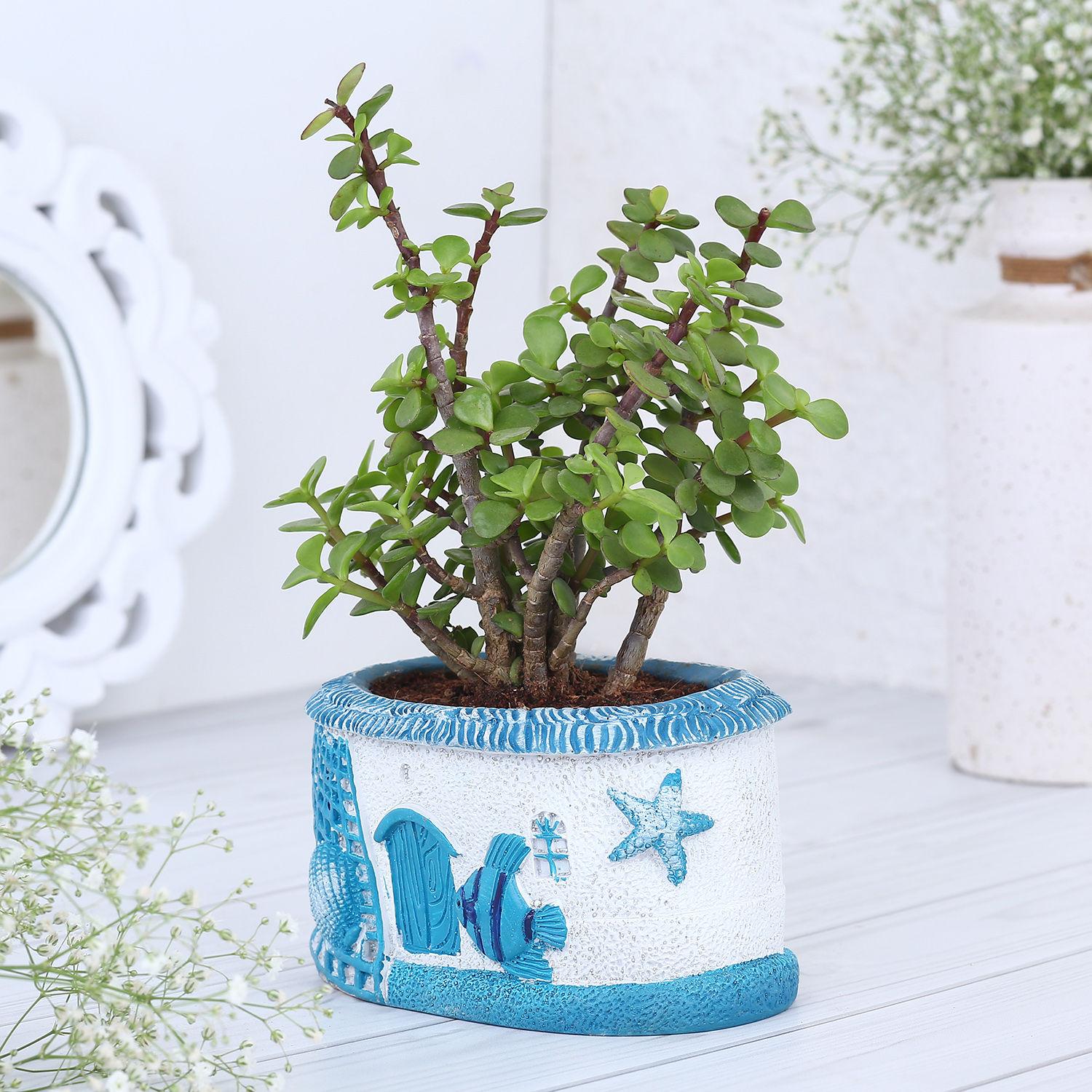 Jade Radiance In Sea House Planter view 2