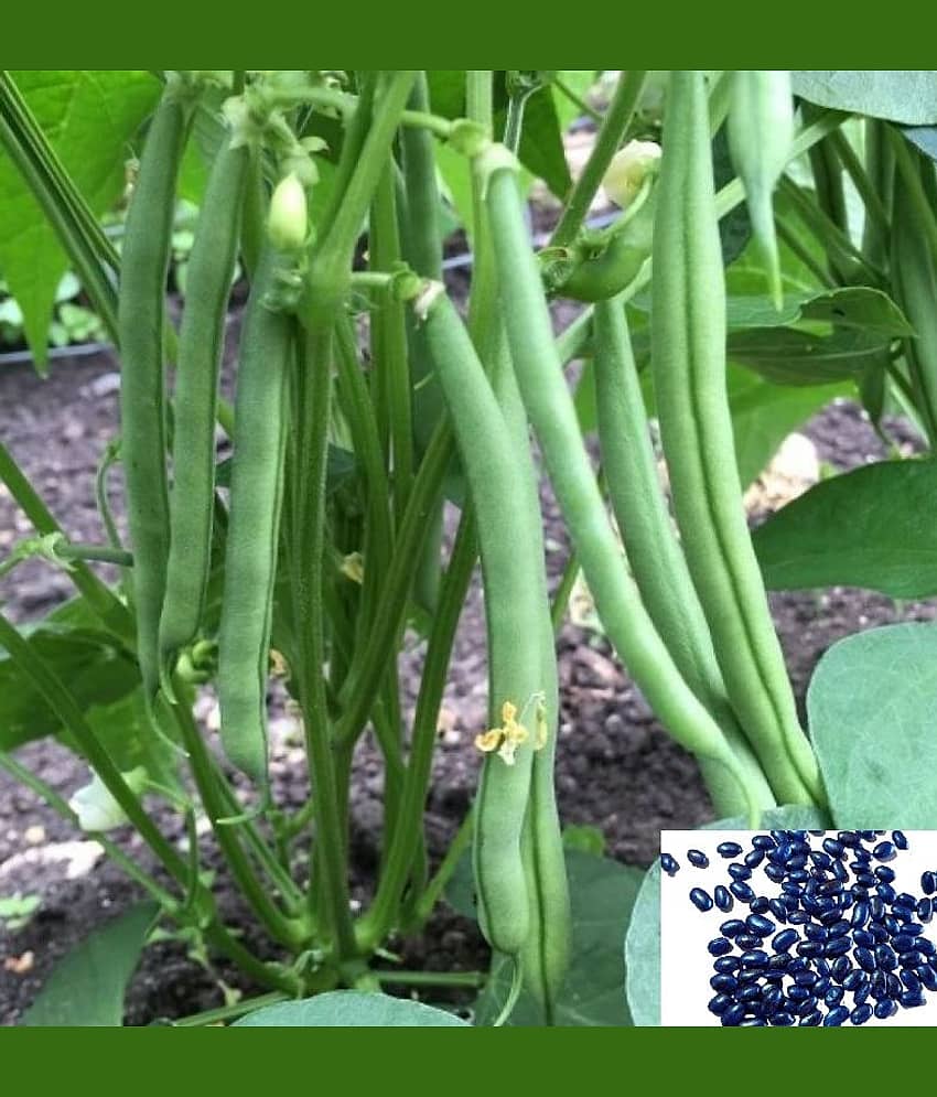 homeagro French Beans vegetables hybrid seeds | p view 2