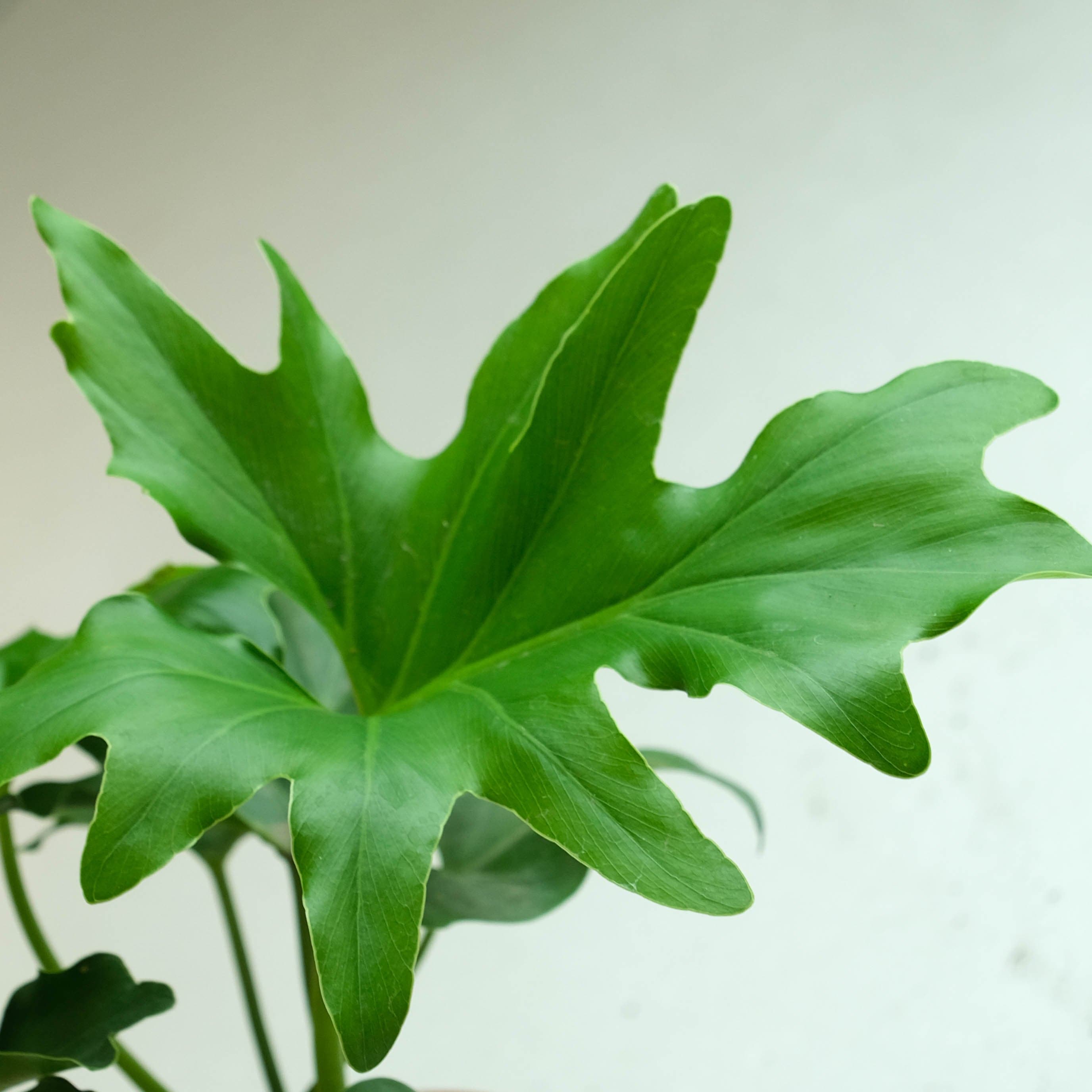 Rooted Philodendron Plant - Selloum view 2