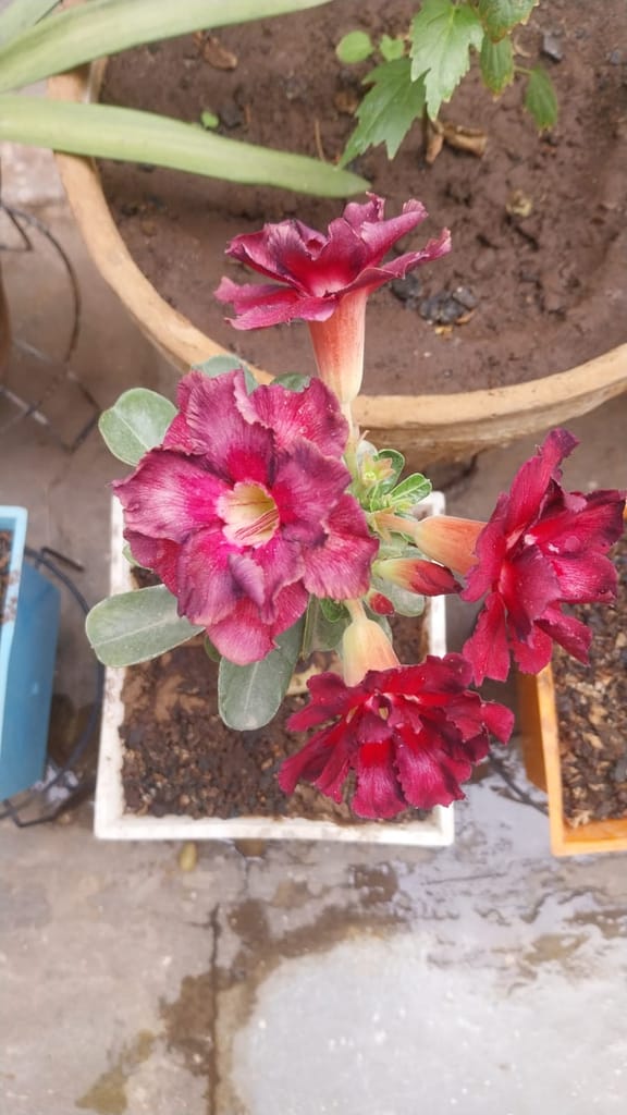 Fertilizer for Adenium | Organic fertilizer for Adenium | Helps to boost flowering and growth | PCS 5 view 2