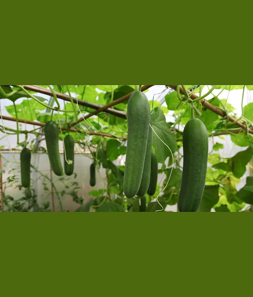 Cucumber Desi Kheera Vegetables 50 seeds view 2