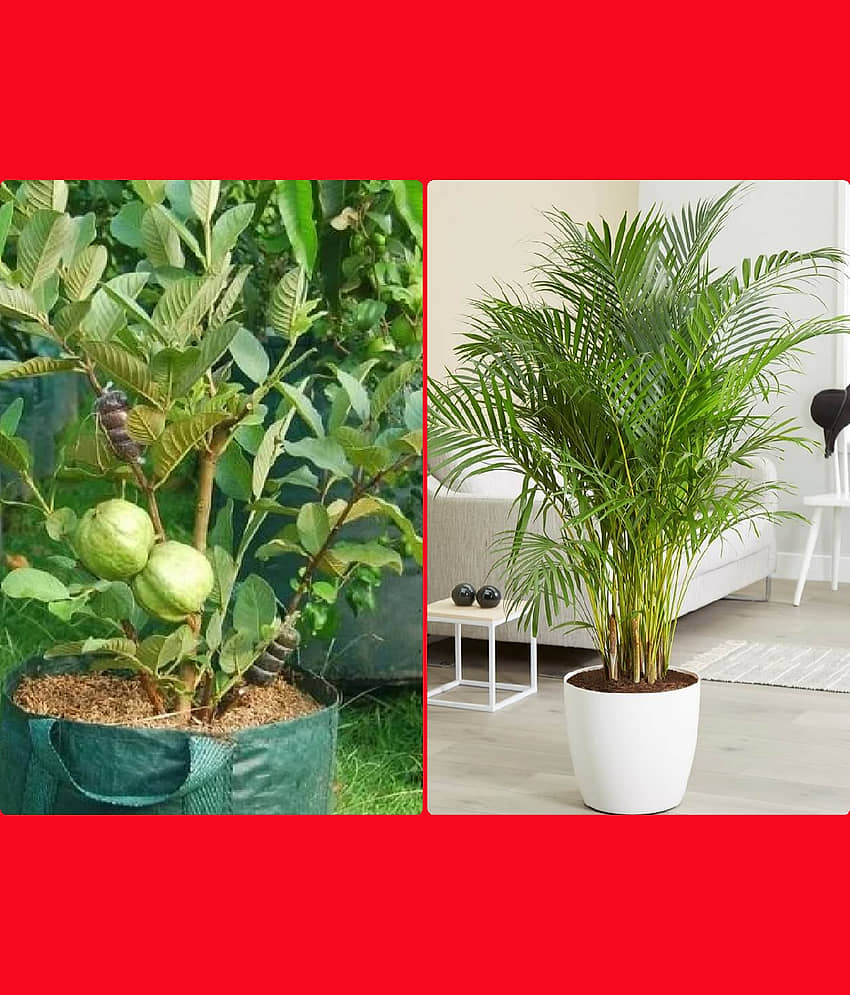 homeagro - Combo of Thailand Guava Fruit ( 100 seed ) and Grapes Fruit ( 20 Seeds )