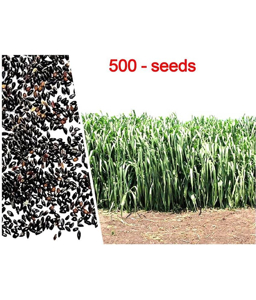 super napier grass pack of 500 seeds WITH USE MANUAL FOR OUTDOOR GARDENING USE ( USED IN ANIMAL FOOD) view 2
