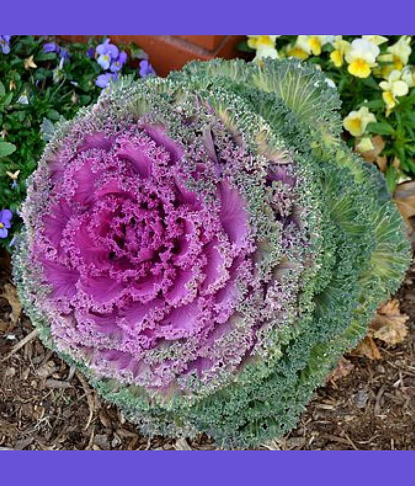 flowering kale pack of 30 seeds view 2